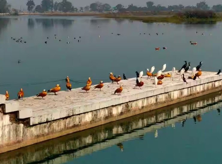Assan Barrage Bird Sanctuary
